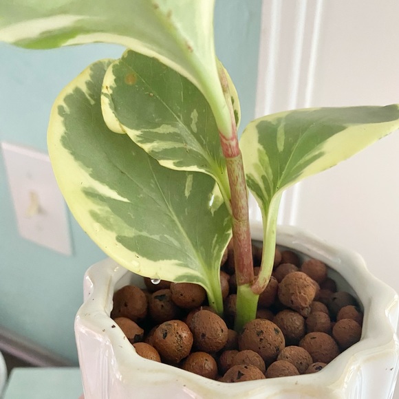Variegated Pepperomia in LECA & Pot - Picture 6 of 6